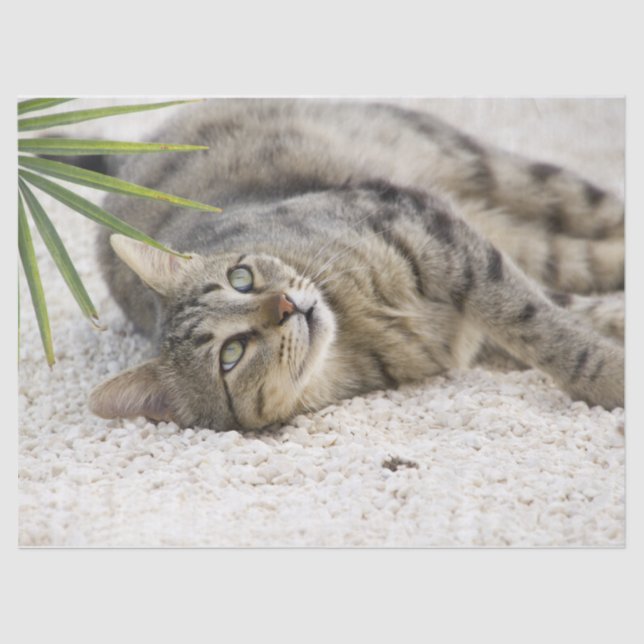 Katzenlederpapier Seidenpapier (Vorderseite)