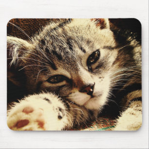 Katzenliebhaber Mousepad