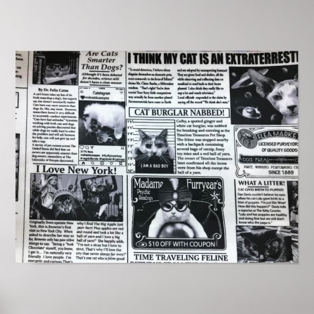 Katzenmagazin Poster (Vorne)
