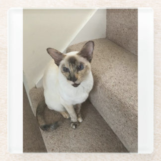 Katzenmagie Glasuntersetzer