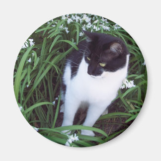 Katzenmagnet Magnet