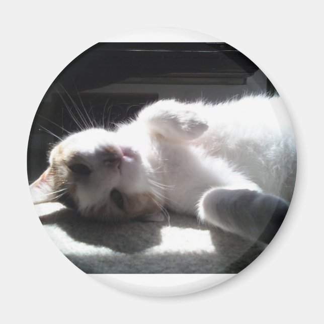 Katzenmagnet Magnet (Vorne)
