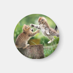 Katzenmagnet Magnet
