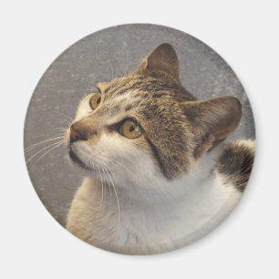 Katzenmagnet Magnet