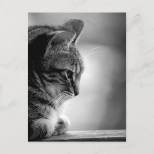 Katzenmeditation Schwarz/Weiß Postkarte
