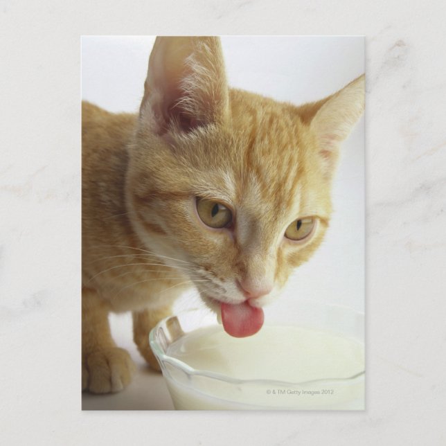 Katzenmilch Postkarte (Vorderseite)