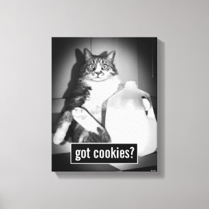 Katzenmilch von Jug Leinwanddruck