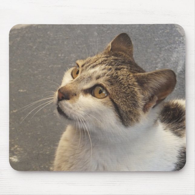 Katzenmousepad Mousepad (Vorne)