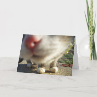 Katzennahaufnahme Karte