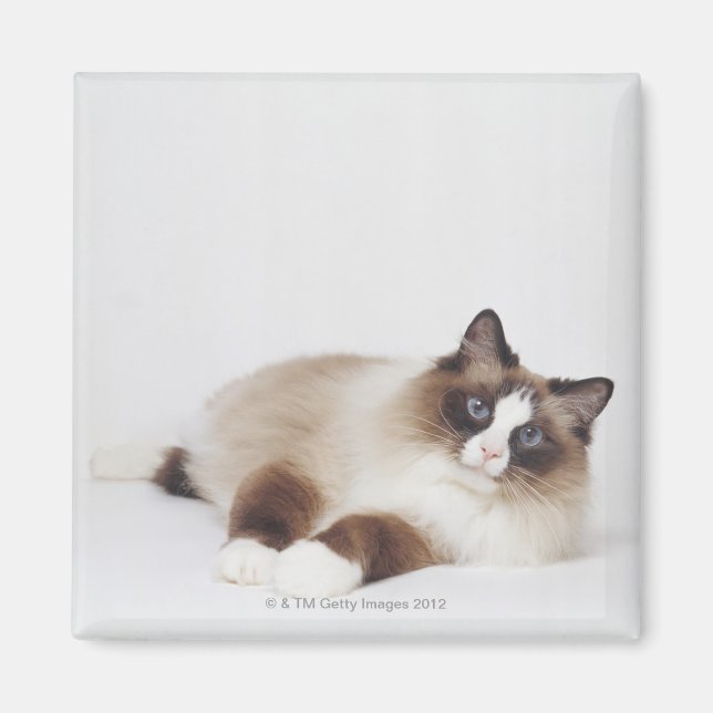 Katzenneuerung Magnet (Vorne)