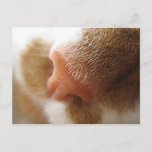 Katzennose Postkarte