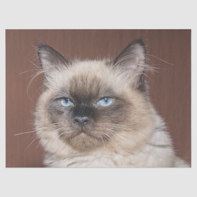 Katzenpapier aus Siam Seidenpapier (Vorderseite)