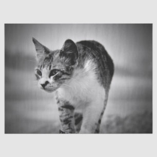 Katzenpapier suchen seidenpapier