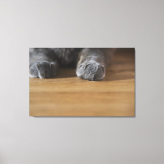 Katzenpaws Leinwanddruck