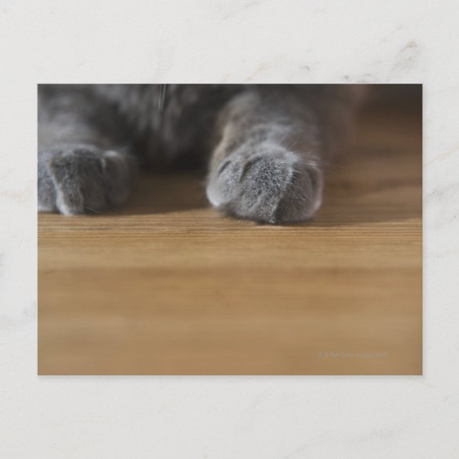 Katzenpaws Postkarte (Vorderseite)