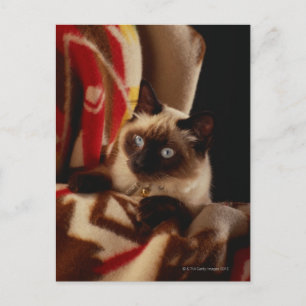 Katzenpinkeln durch Steppdecke Postkarte