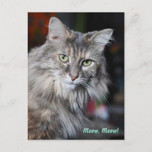 Katzenporträt Meow Meow Feiertagspostkarte