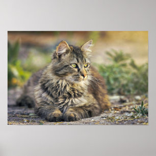 Katzenposter Poster