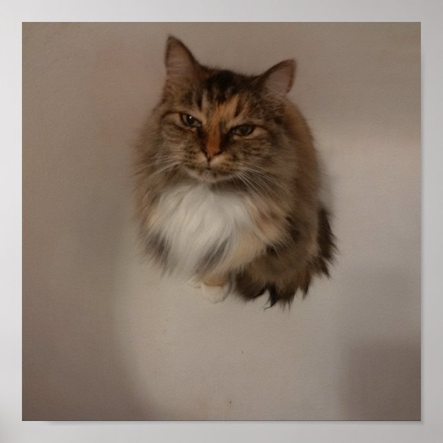 Katzenposter Poster (Vorne)