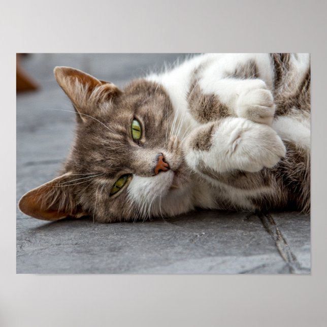 Katzenposter/Print Poster (Vorne)