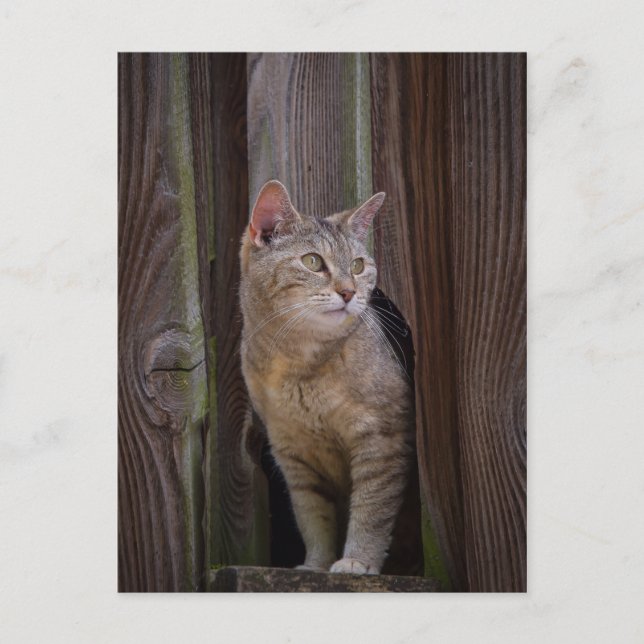 Katzenpostkarte ansehen postkarte (Vorderseite)