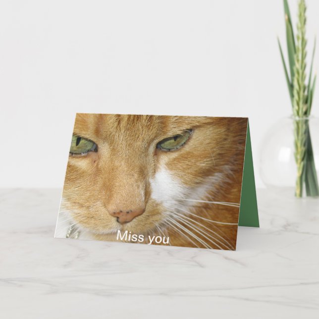 Katzenpostkarte Karte (Vorderseite)