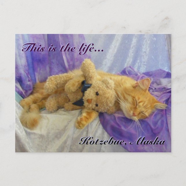 Katzenpostkarte Postkarte (Vorderseite)