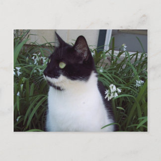 Katzenpostkarte Postkarte