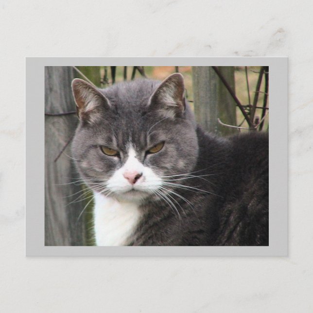 Katzenpostkarte Postkarte (Vorderseite)