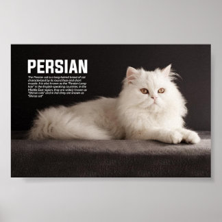 Katzenrasse Persisch/Shirazi Poster
