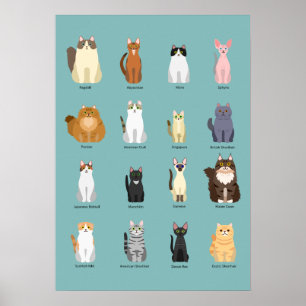 Katzenrassen, verschiedene Katzen,Katzen Kunst Poster
