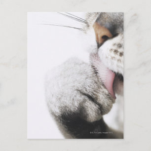 Katzenreiniger Postkarte