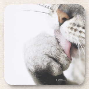 Katzenreinigungstatze Untersetzer