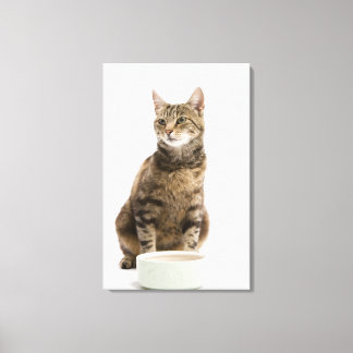 Katzenschale Leinwanddruck