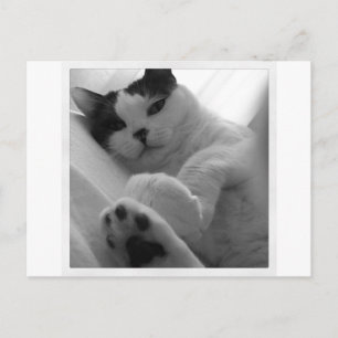Katzenschwarz und Weiß Postkarte