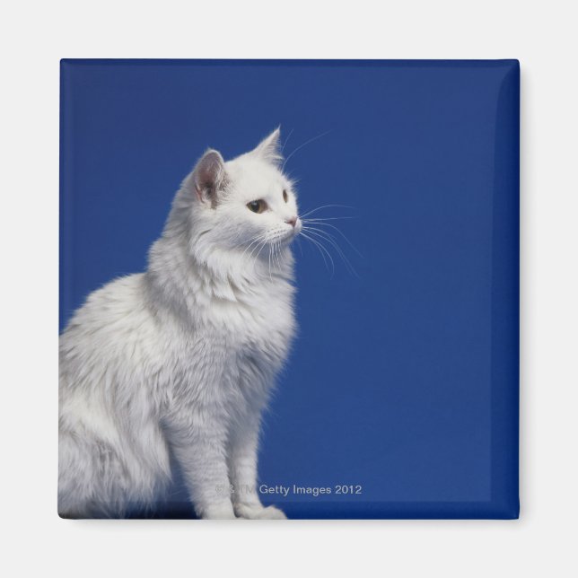 Katzensitze vor blauem Hintergrund Magnet (Vorne)
