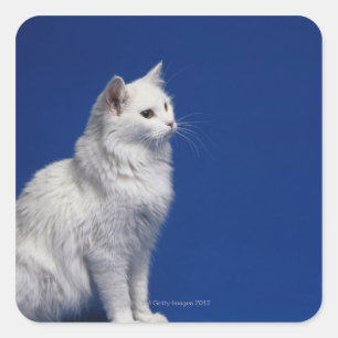 Katzensitze vor blauem Hintergrund Quadratischer Aufkleber