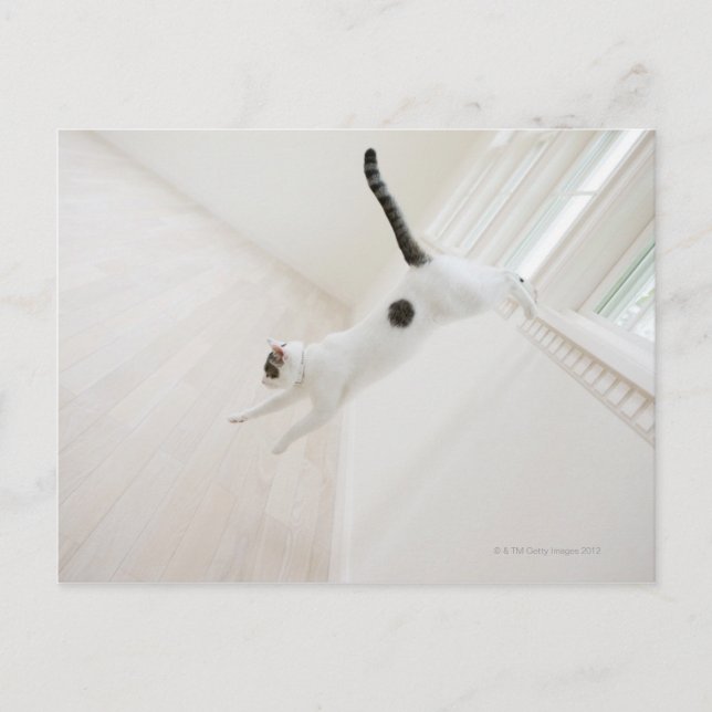 Katzensprung Postkarte (Vorderseite)