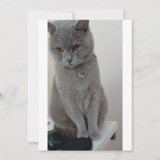 Katzenversuch Einladung