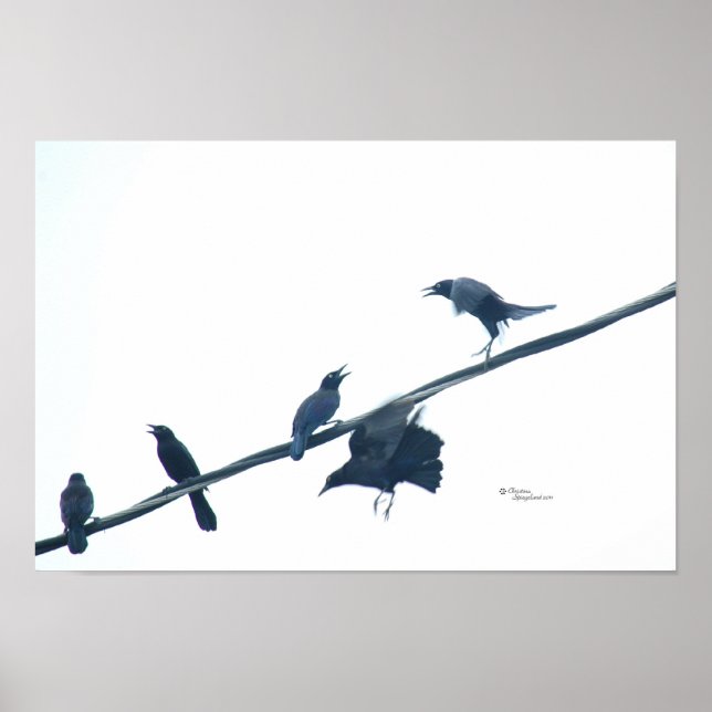 Katzenvögel Akrobatisches Poster (Vorne)