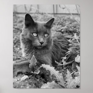 Katzenwandkunst Poster
