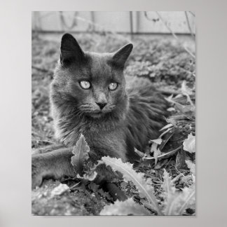 Katzenwandkunst Poster