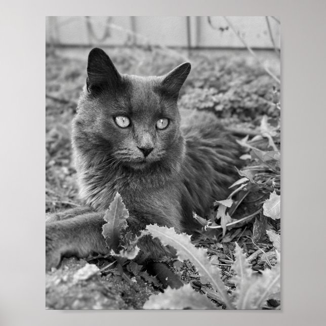Katzenwandkunst Poster (Vorne)