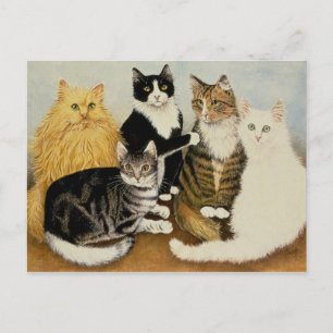Katzenwickel Postkarte