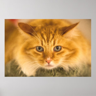 KATZSTARE FÜR MAINE COON POSTER