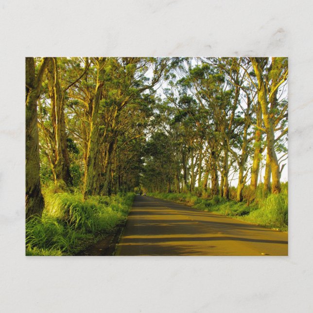 Kauai - Die Straße nach Poipu Postkarte (Vorderseite)