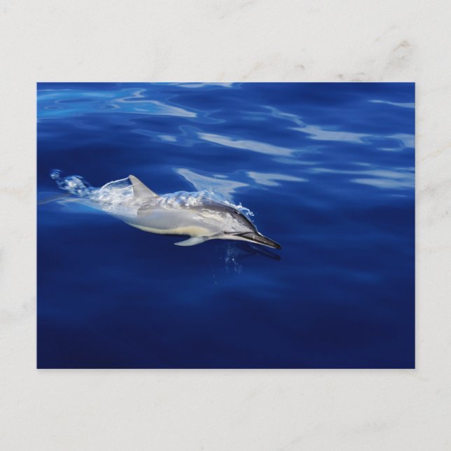 Kauai - Dolphin Breaking Free Postkarte (Vorderseite)