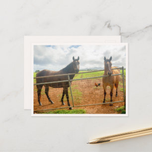 Kauai Hahn & Pferde Hawaii Tierfoto Postkarte