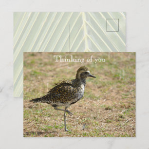 Kauai Hawaii Bird auf Grass Thinking von Ihnen Postkarte