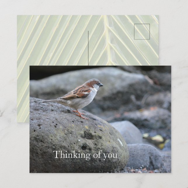 Kauai Hawaii Bird on Rocks Denken Sie an Sie Postkarte (Vorne/Hinten)